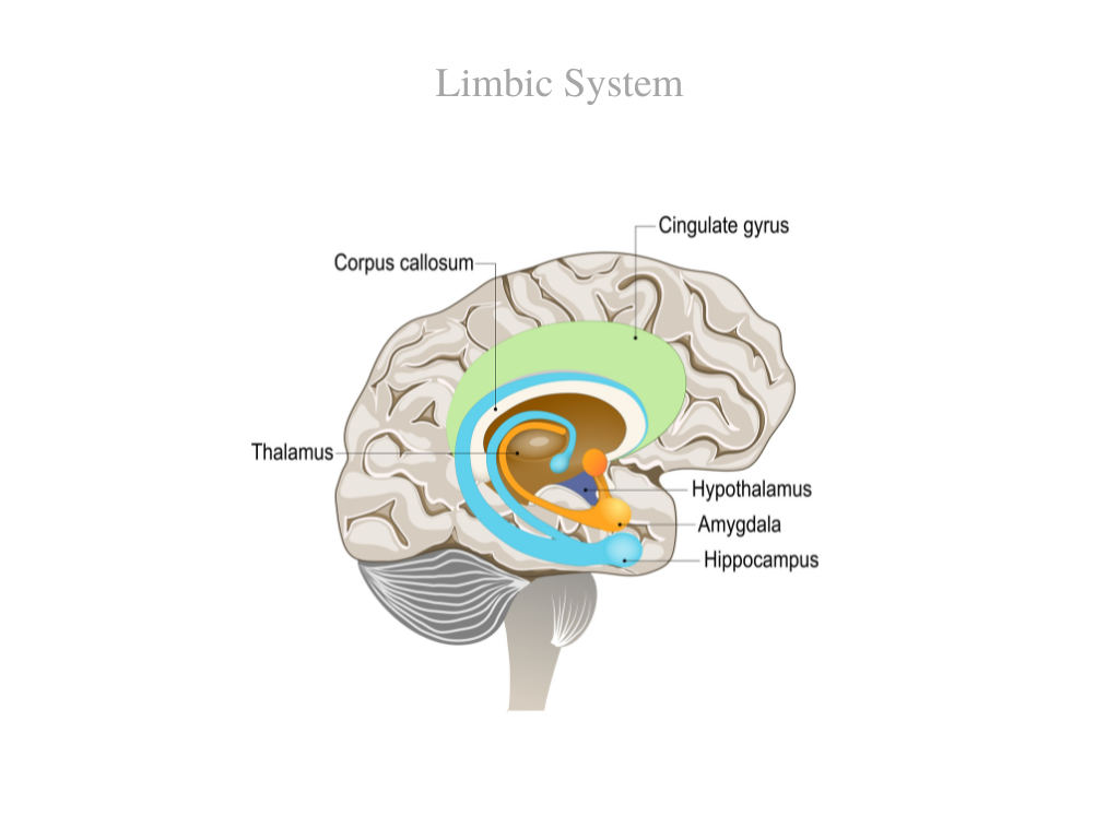 Understanding Emotions Psychology